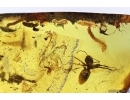 Ant Formicidae Formicinae and many dipterans Lervae . Fossil inclusions in Baltic amber #11664