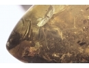 Rare Ant Formicidae Damzenomyrmex ribbeckei and Psocid Psocoptera. Fossil inclusions Ukrainian Rovno amber #11670R