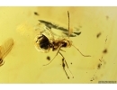 Ant Formicidae Formica gustawi. and More Fossil insects in Baltic amber #11674