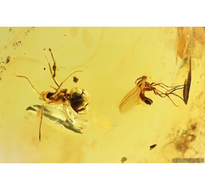 Ant Formicidae Formica gustawi. and More Fossil insects in Baltic amber #11674