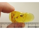 Ant Formicidae Formica gustawi. and More Fossil insects in Baltic amber #11674
