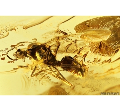 Winged Ant Formicidae Lasius. Fossil insect in Baltic amber #11781