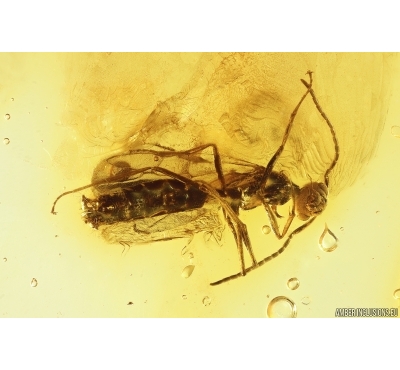 Winged Ant Formicidae Lasius. Fossil insect in Baltic amber #11682