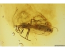 Winged Ant Formicidae Lasius. Fossil insect in Baltic amber #11682
