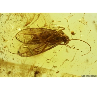 Caddisfly Trichoptera and Unknown Larva. Fossil insects in Baltic amber #11696