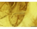 Caddisfly Trichoptera and Unknown Larva. Fossil insects in Baltic amber #11696