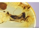 Cricket Orthoptera, Ants and More. Fossil insects in Baltic amber #11697
