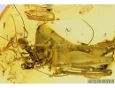 Cricket Orthoptera, Ants and More. Fossil insects in Baltic amber #11697