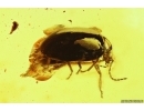 Nice Marsh Beetle Scirtidae. Fossil insect in Baltic amber #11699