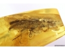 Big 12mm Click beetle Elateroidea. Fossil insect Baltic amber #11701