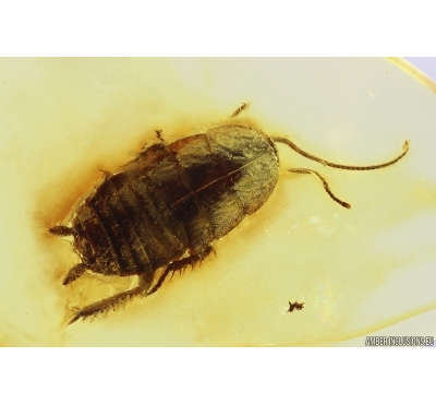 Nice Cockroach Blattaria. Fossil insect in Baltic amber #11702