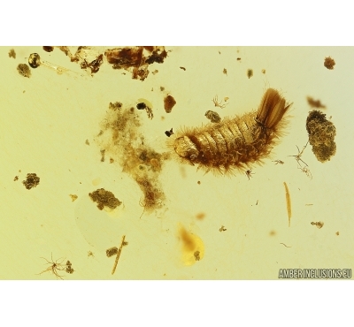 Nice Millipede, Polyxenidae. Fossil inclusion in Baltic amber #11703