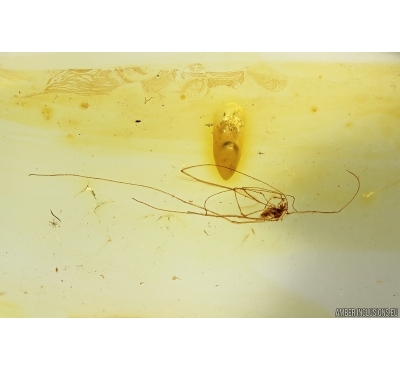 Harvestman Opiliones. Fossil inclusion in Baltic amber #11705