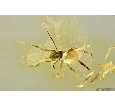 Mite Acari. Fossil inclusion in Baltic amber #11709