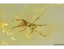 Mite Acari. Fossil inclusion in Baltic amber #11709