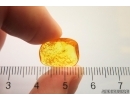 Mite Acari. Fossil inclusion in Baltic amber #11709