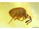 Nice Mite Acari. Fossil inclusion in Baltic amber #11710