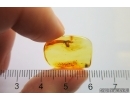 Nice Mite Acari. Fossil inclusion in Baltic amber #11710