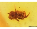Nice Mite Acari and Springtail Collembola. Fossil inclusions in Baltic amber #11711