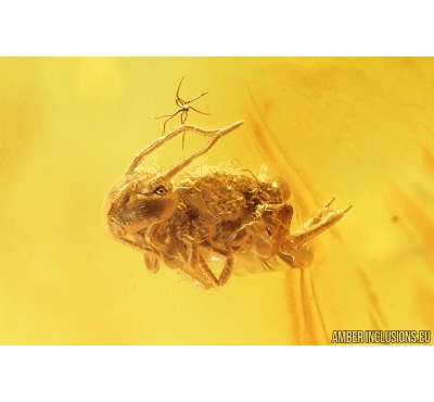 Leafhopper Cicadellidae nymph and Springtail Collembola. Fossil inclusions in Baltic amber #11712