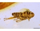 Nice Leafhopper Cicadellidae nymph. Fossil inclusion in Baltic amber #11714