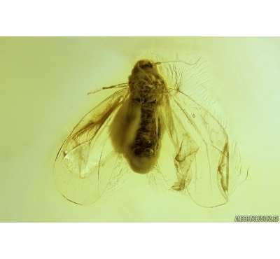 Whitefly Aleyrodidae. Fossil insect in Baltic amber #11716