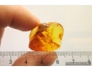 Plant fragment. Fossil inclusion in Baltic amber stone #11717