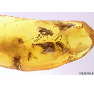 Plant and Dipterans. Fossil inclusions Baltic amber #11718