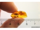 Plant and Dipterans. Fossil inclusions Baltic amber #11718