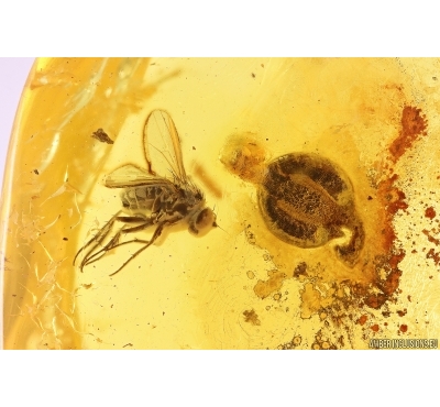 Nice Rare Plant, Long-legged fly Dolichopodidae and Beetle larva Fossil inclusions Baltic amber #11722