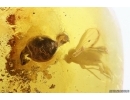 Nice Rare Plant, Long-legged fly Dolichopodidae and Beetle larva Fossil inclusions Baltic amber #11722
