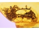 Nice Rare Plant. Fossil Inclusion in Baltic amber #11723