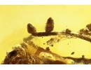 Nice Rare Plant. Fossil Inclusion in Baltic amber #11723