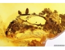 Nice Rare Plant. Fossil Inclusion in Baltic amber #11723