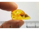 Nice Rare Plant. Fossil Inclusion in Baltic amber #11723