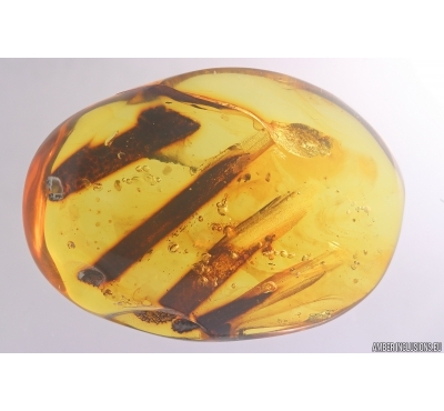 Nice Big Plant. Fossil Inclusion in Baltic amber #11724