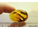 Nice Big Plant. Fossil Inclusion in Baltic amber #11724