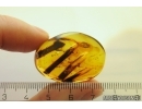 Nice Big Plant. Fossil Inclusion in Baltic amber #11724