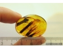 Nice Big Plant. Fossil Inclusion in Baltic amber #11724