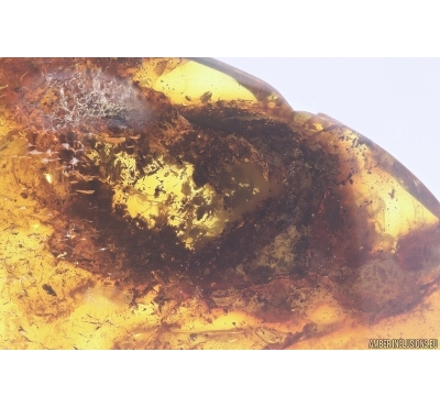 Nice Plant. Fossil Inclusion in Baltic amber #11725