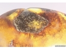 Nice Plant. Fossil Inclusion in Baltic amber #11725