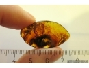 Nice Plant. Fossil Inclusion in Baltic amber #11725