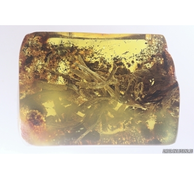 Nice Plant. Fossil Inclusion in Baltic amber #11726