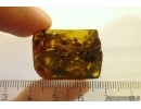 Nice Plant. Fossil Inclusion in Baltic amber #11726