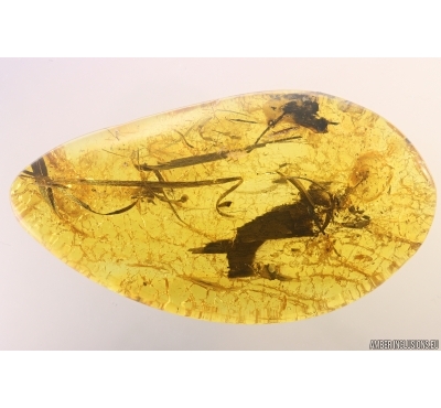 Nice Plants. Fossil Inclusions in Baltic amber #11727