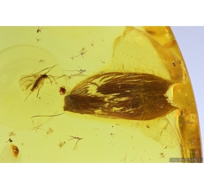 Leaf, Mite Acari and More. Fossil inclusions in Baltic amber #11728