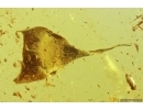 Nice Leaf. Fossil inclusion in Baltic amber #11729