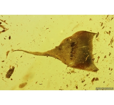 Nice Leaf. Fossil inclusion in Baltic amber #11729