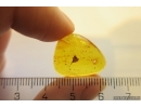 Nice Leaf. Fossil inclusion in Baltic amber #11729