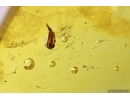 Flower fragment with pollen. Fossil inclusions in Baltic amber #11732